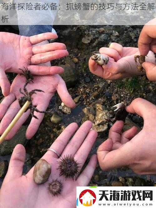 海洋探险者必备：抓螃蟹的技巧与方法全解析